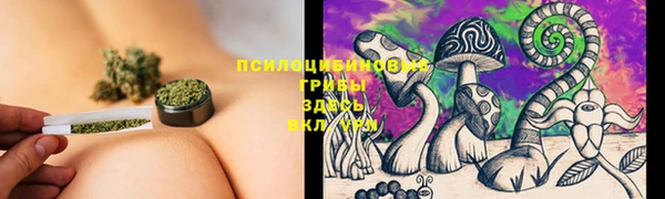 стаф Медногорск