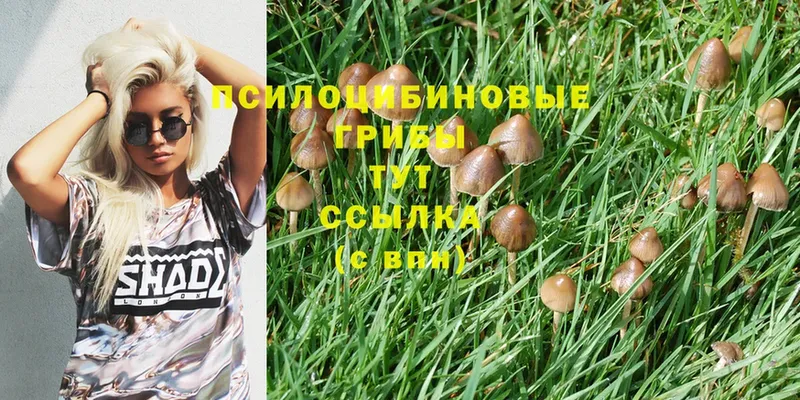 Псилоцибиновые грибы Psilocybe  Заволжск 